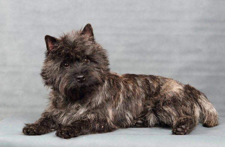 Вест хайленд 4 месяца