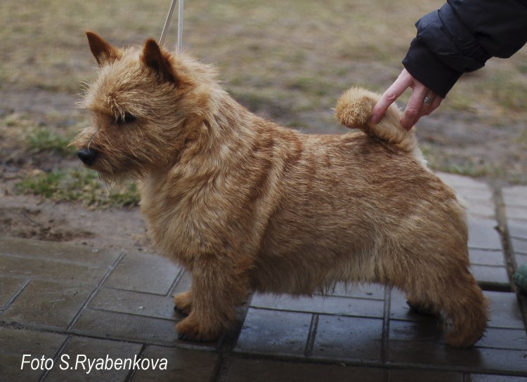 Норвич терьер стандарт породы