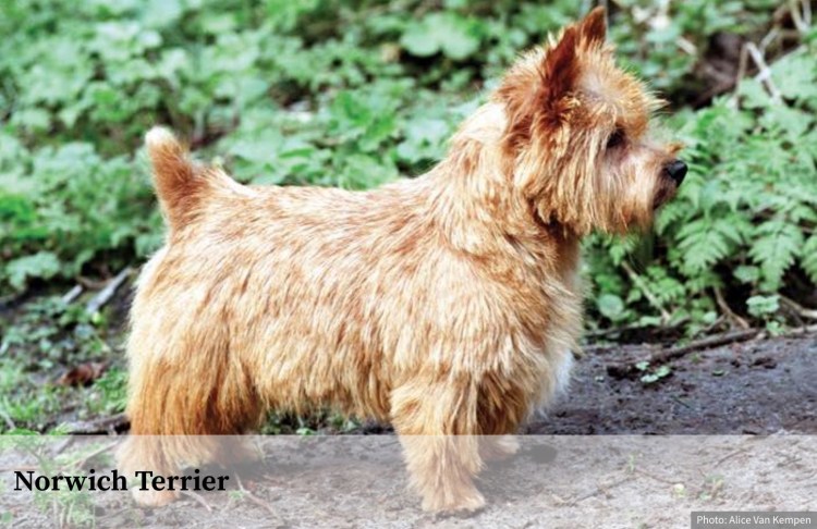 Тримминг Вест хайленд Уайт терьер в Воронеж