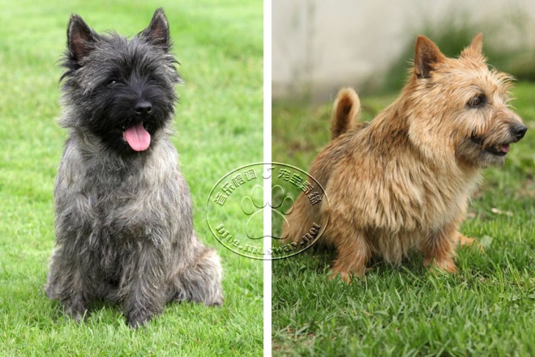 Лекато Венус щенки