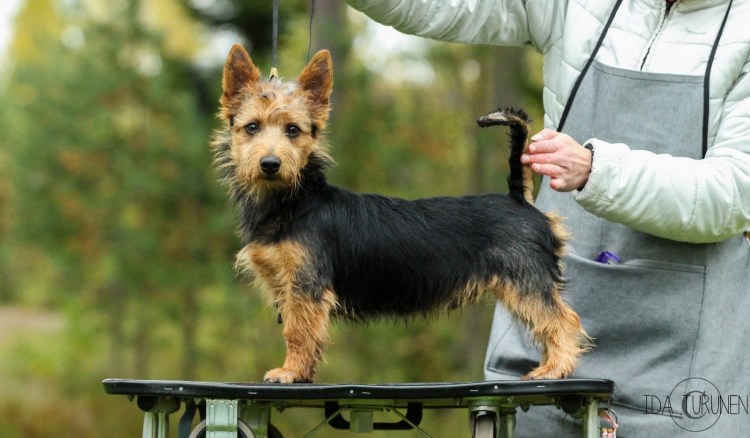 Керн терьер нестриженный