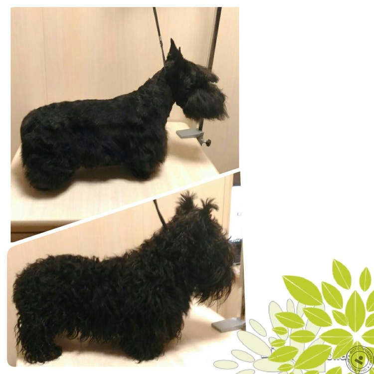 Норвич терьер нестриженный