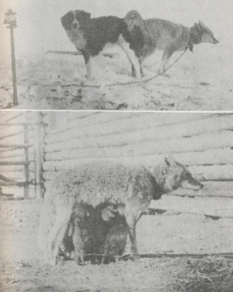 Лис и охотничий пес