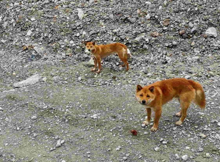 Корги Лисичка