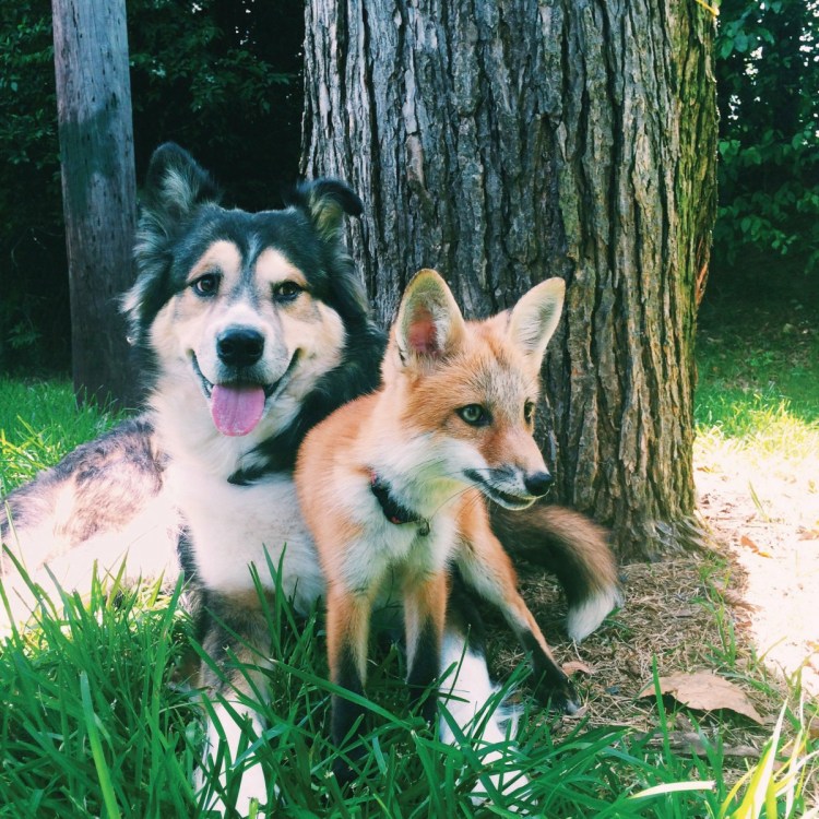 Лиса Беляева