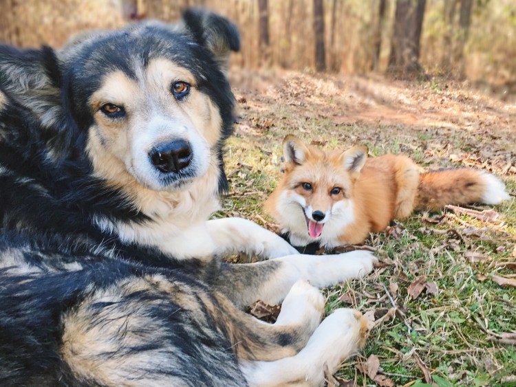 Лиса породы Джунипер