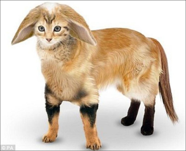 Немецкая овчарка на охоте