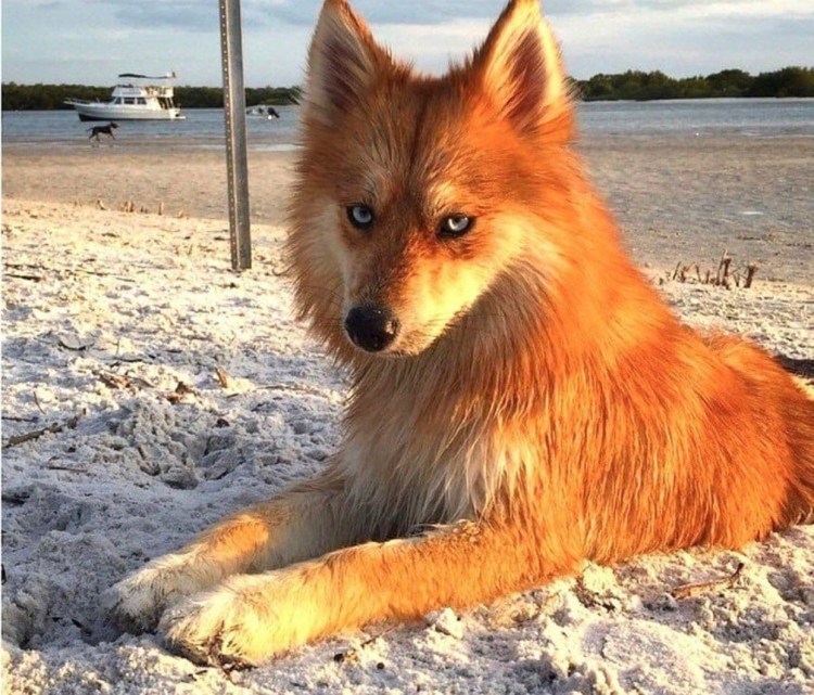 Помски Миа щенок