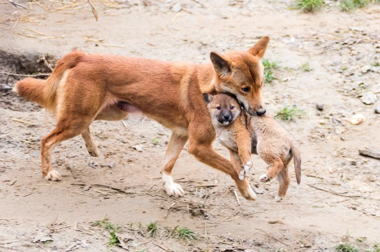 Лисья собака