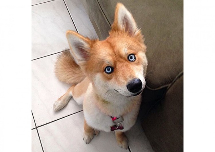 Смесь кошки и собаки