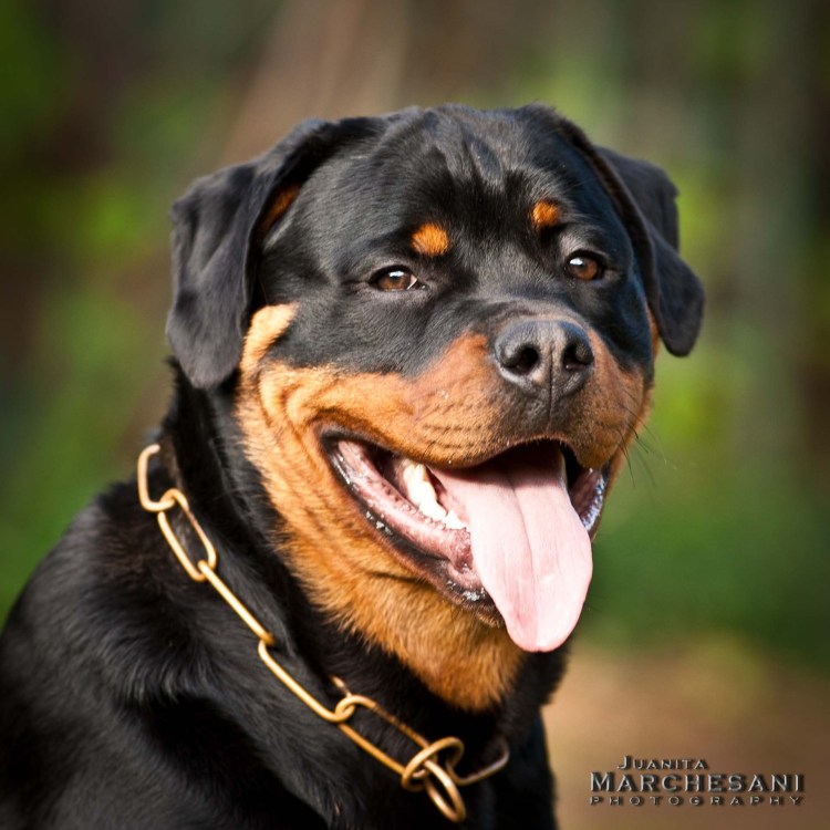 Рокфеллер собака