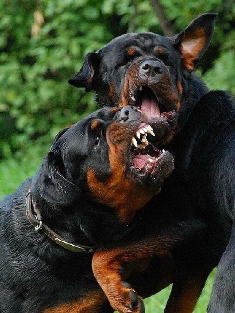 Собака ротвейлер злой собака ротвейлер злой