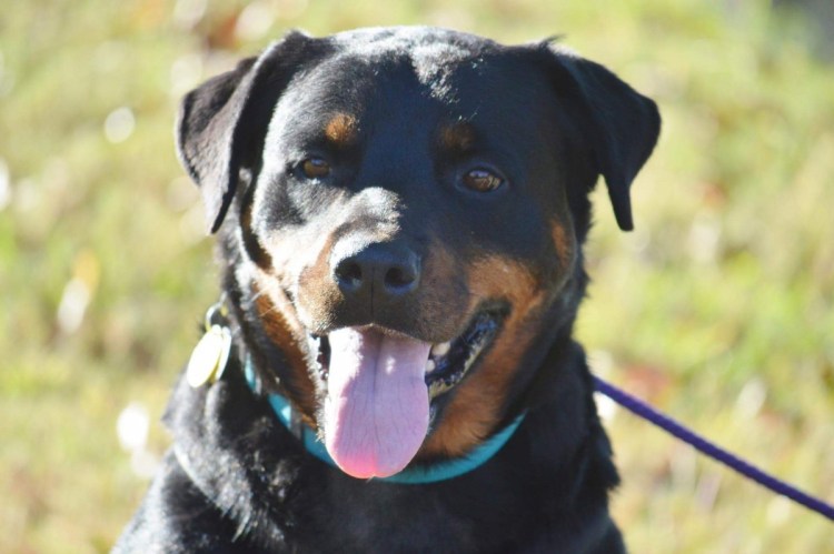 Ротвейлер злой оскаленный