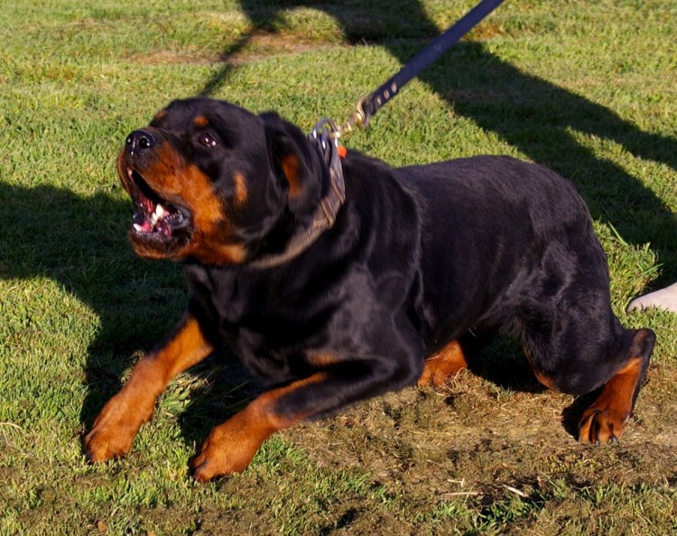 Ротвейлер собака убийца