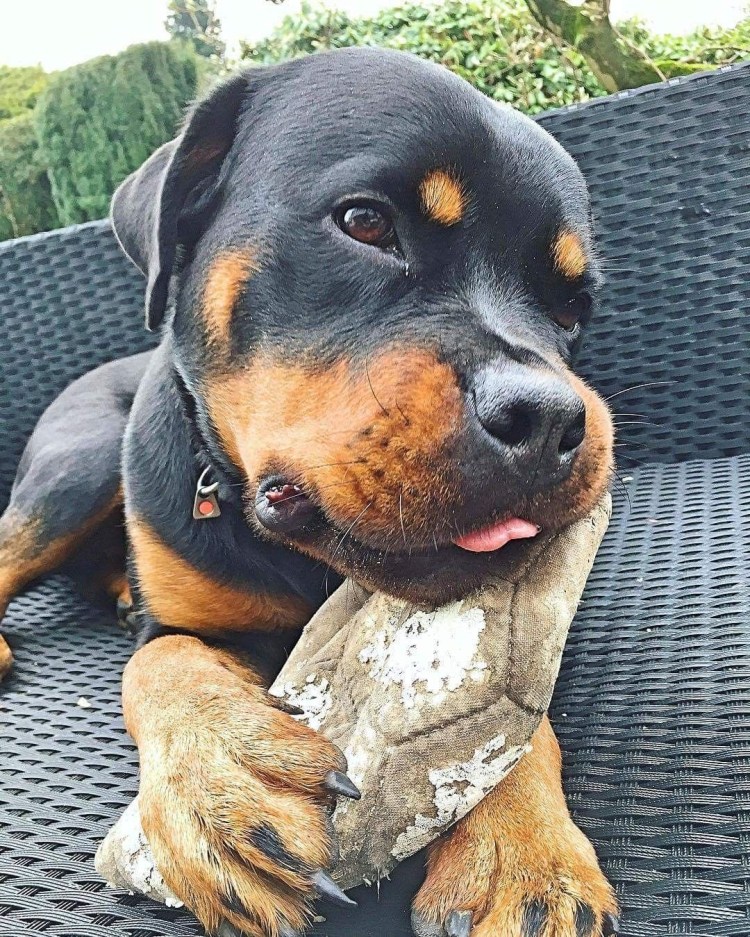 Ротвейлер собака убийца