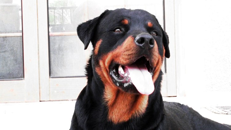 Собака ротвейлер