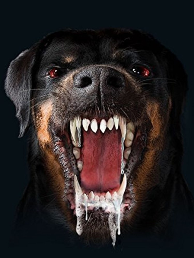 Ротвейлер Кондор