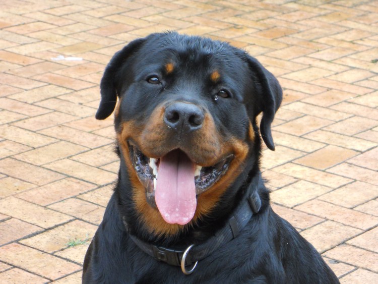 Золотой ротвейлер собака