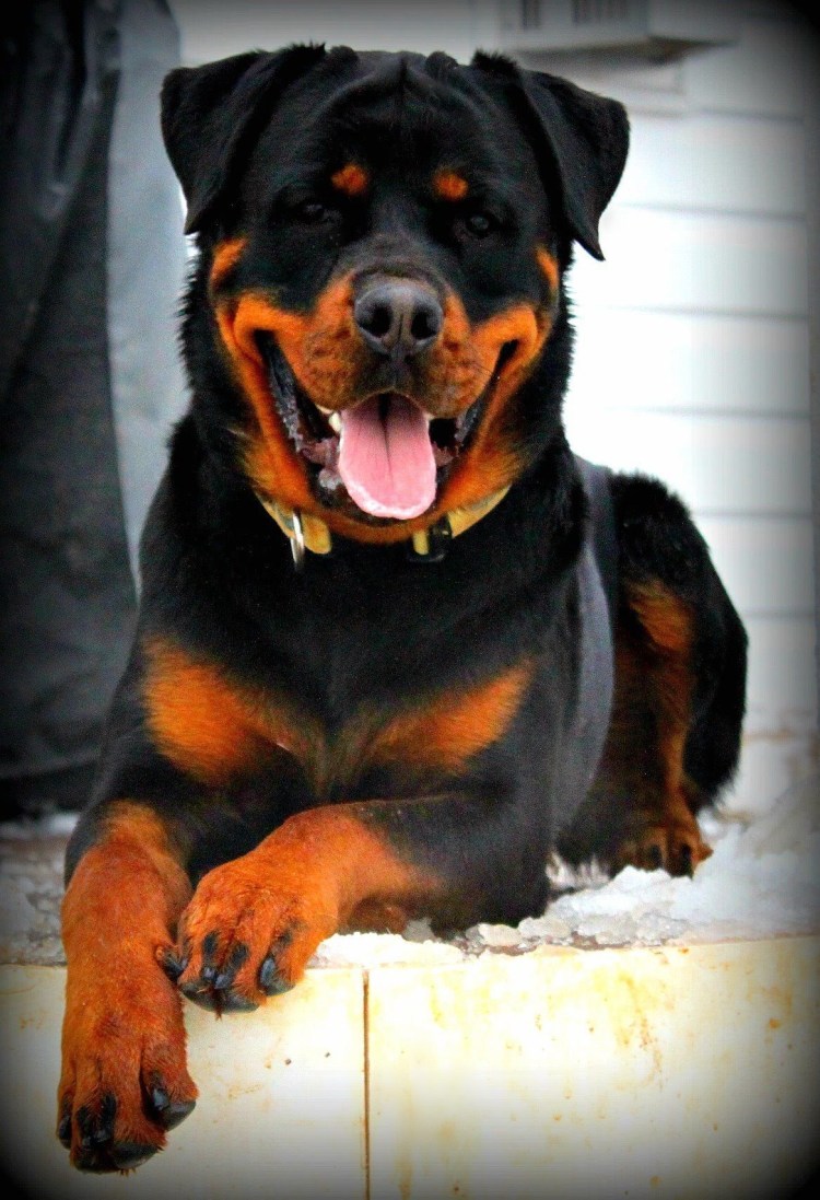 Собака ротвейлер оскал