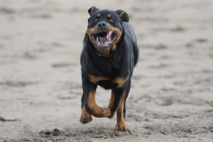 Ротвейлер оскал