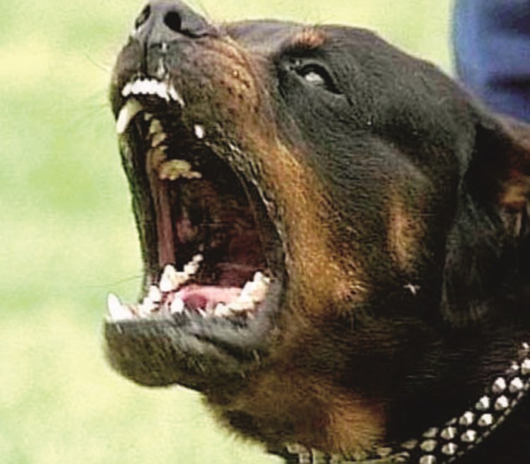 Ротвейлер собака убийца злой