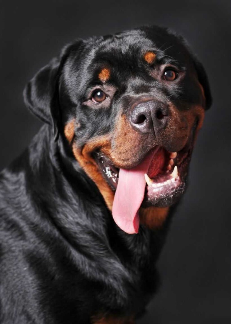 Голден ротвейлер золотистый