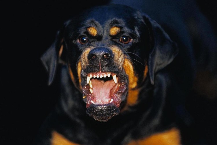 Ротвейлер нападает