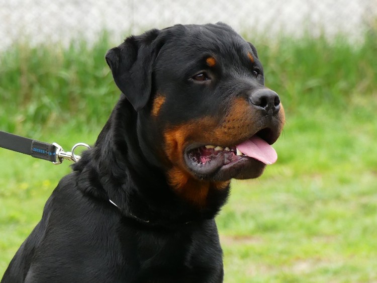 Ротвейлер собака убийца