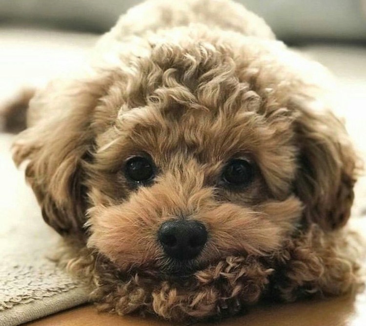 Карликовый пудель мальтипу