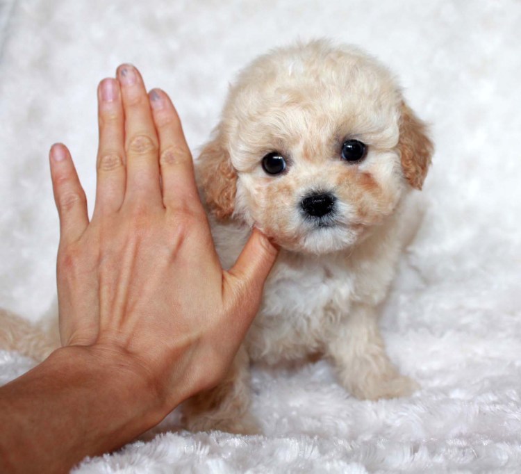 Собачка породы мальтипу