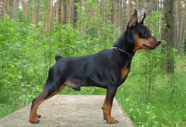 Доберман-пинчер карликовый
