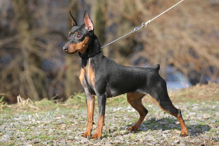 Мини Доберман-пинчер