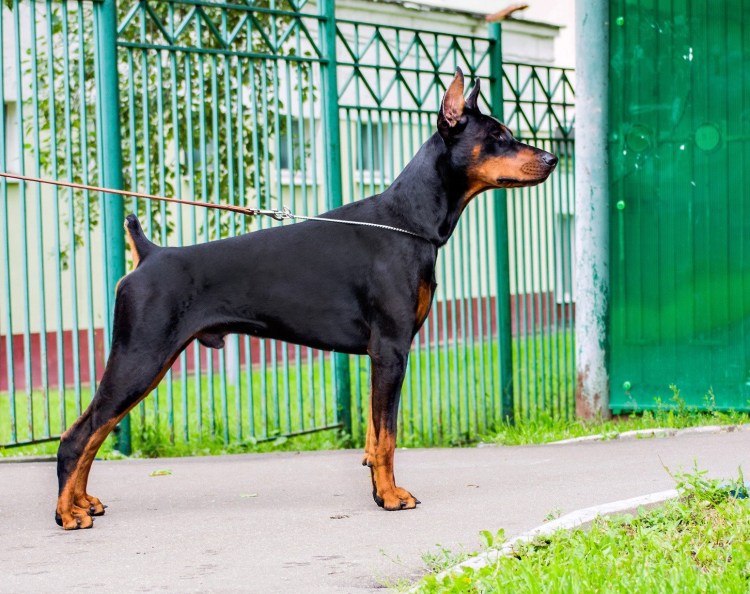 Мини Доберман-пинчер