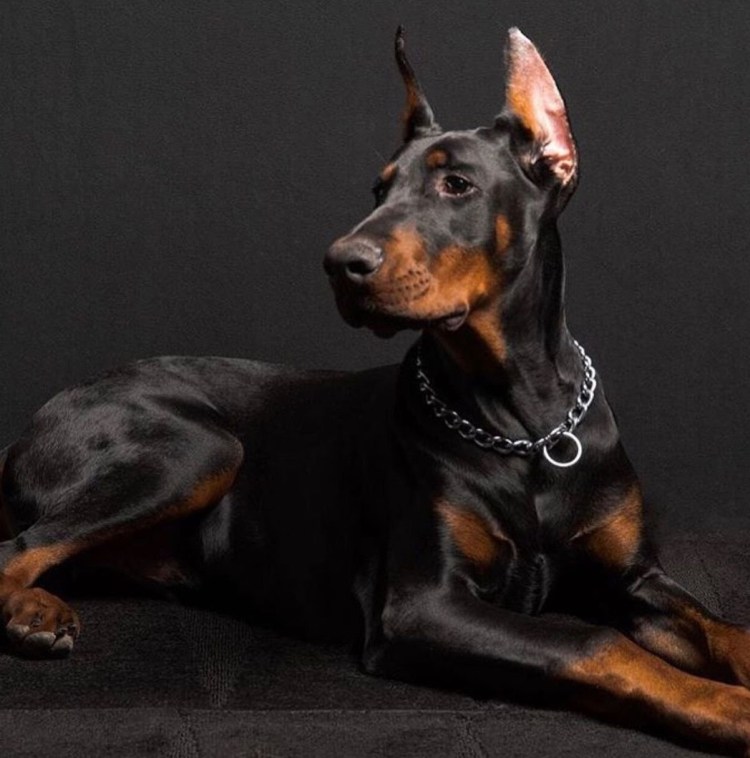 Доберман на ручках