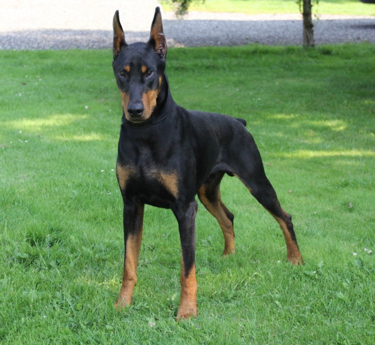 Мини Доберман-пинчер