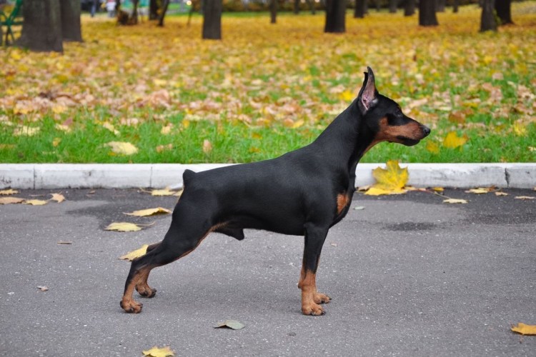 Мини Доберман-пинчер
