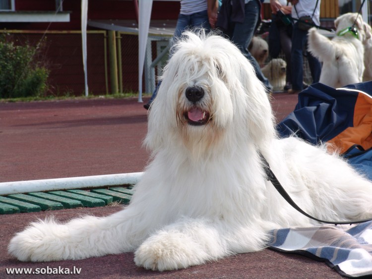 Южнорусская овчарка пастух
