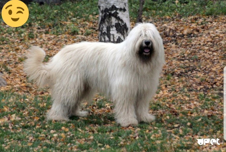 Порода Южнорусская овчарка