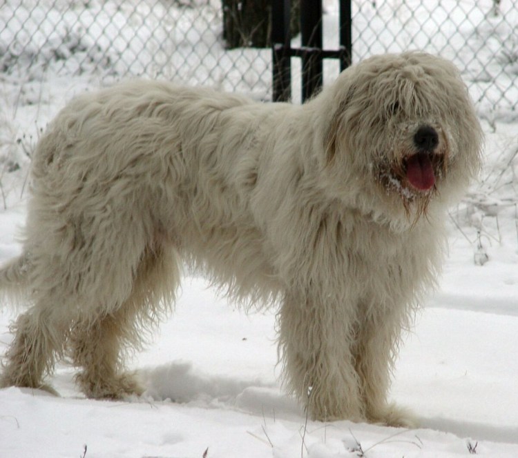 Порода Южнорусская овчарка