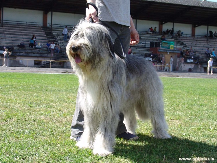 Южнорусская овчарка черная