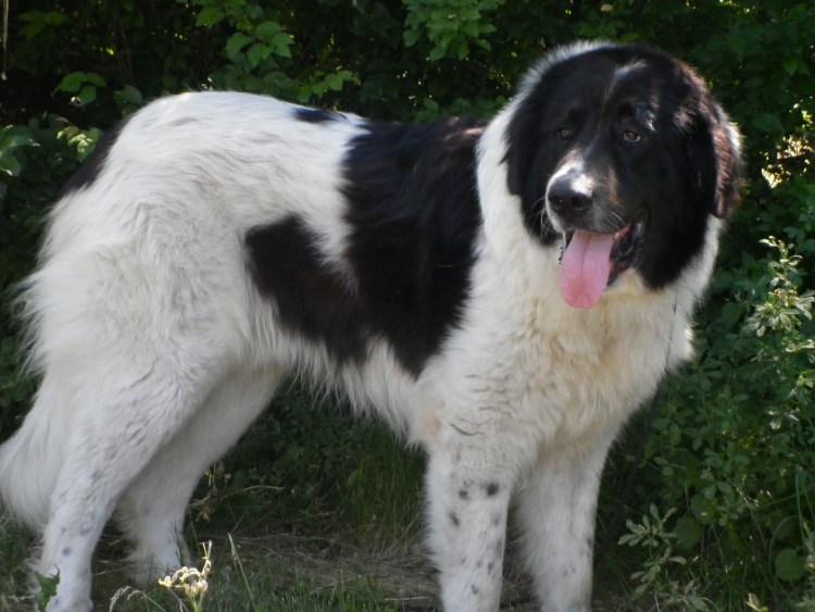 Южнорусская овчарка кудрявая