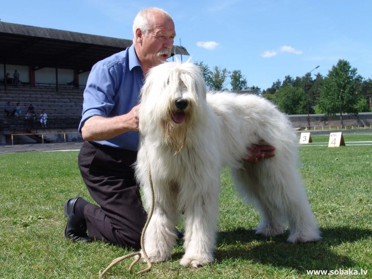 Южнорусская овчарка щенки