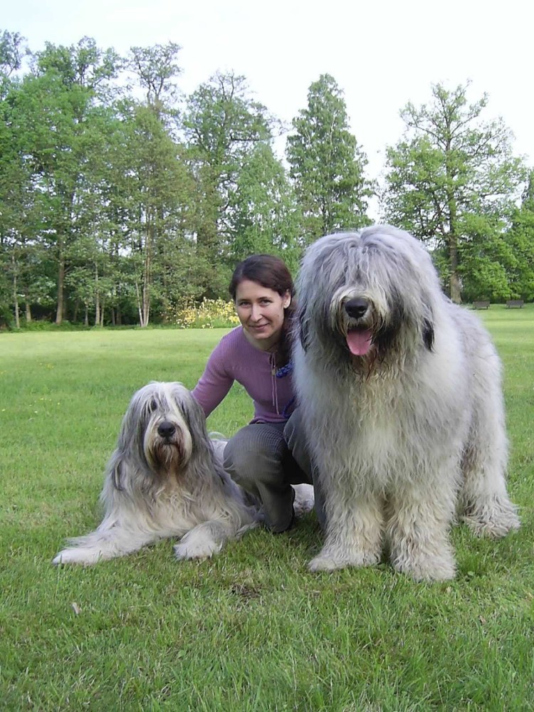 Южнорусская овчарка