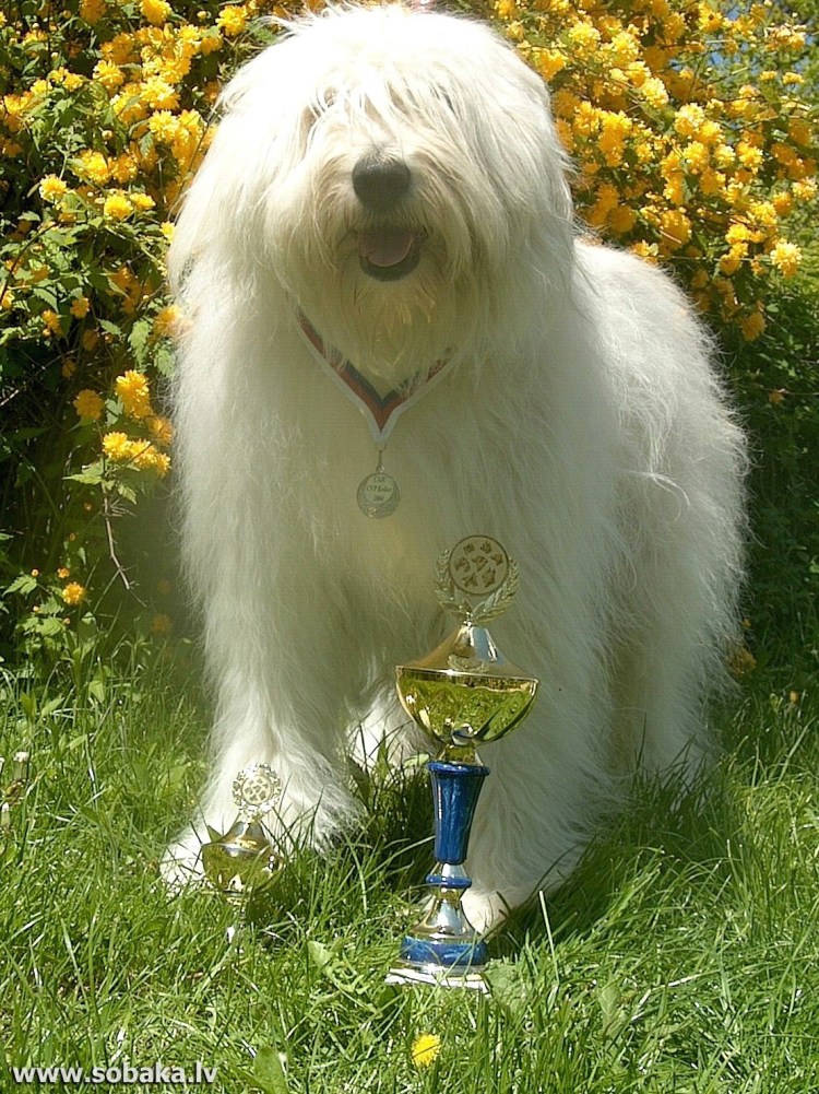 Южнорусская овчарка щенки