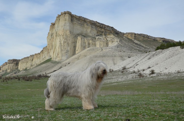 Порода Южнорусская овчарка