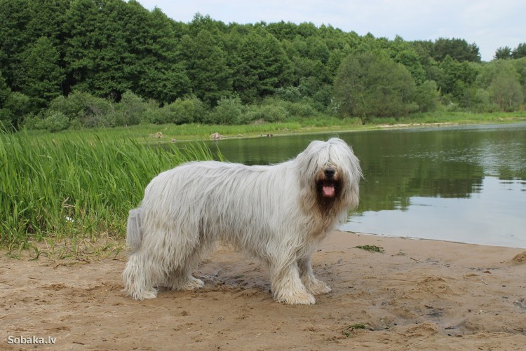 Южнорусская овчарка