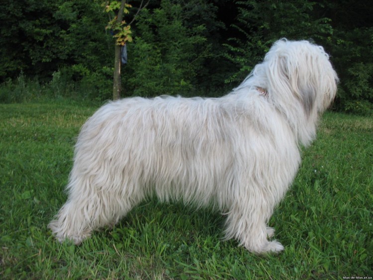 Южно овчарка Южнорусская