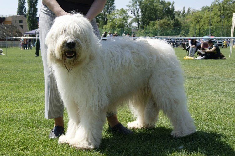 Алсатиан овчарка