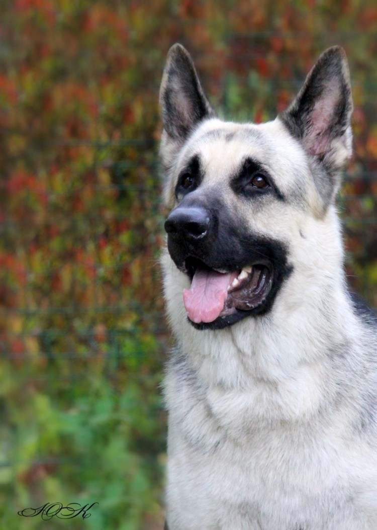 Южнорусская овчарка