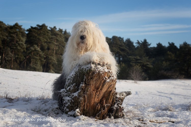 Американский бобтейл собака
